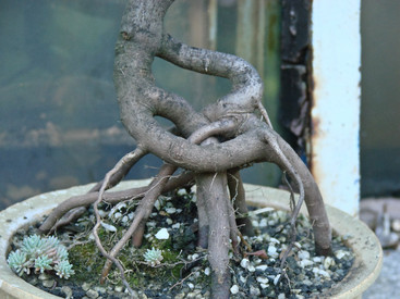 a wonderful variety of bonsai-trees