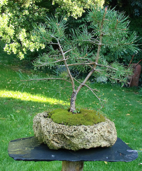 a wonderful variety of bonsai-trees