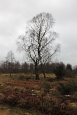 Einsamer Baum im Venn
