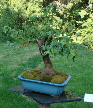 a wonderful variety of bonsai-trees