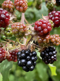 Contestbeeren