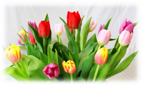 Bild Tulpen