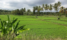 Lombok